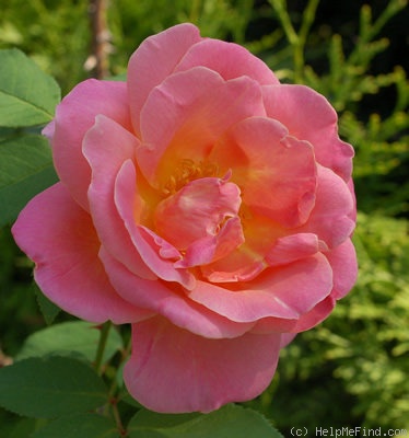 'Dr. Eckener' rose photo