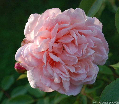 'Duarte de Oliveira' rose photo