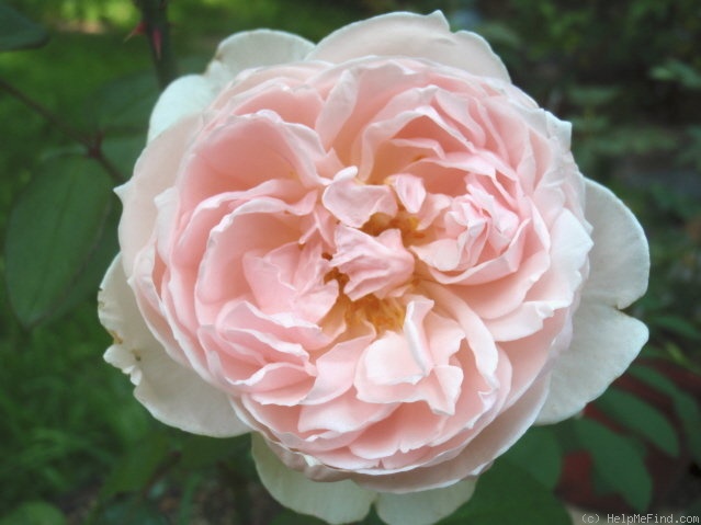 'Chaucer' rose photo