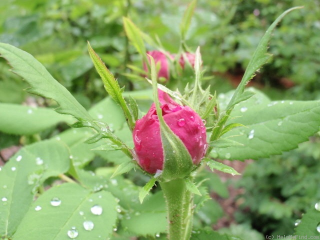 'Yolande d'Aragon' rose photo