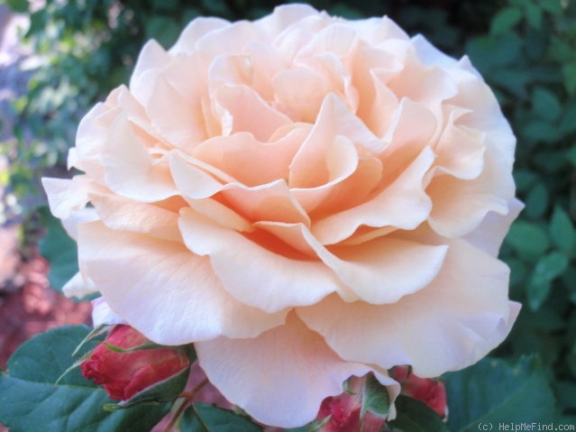 'Caramella ™ (shrub, Kordes before 2000)' rose photo