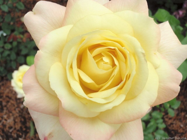 'Charlotte Brownell' rose photo