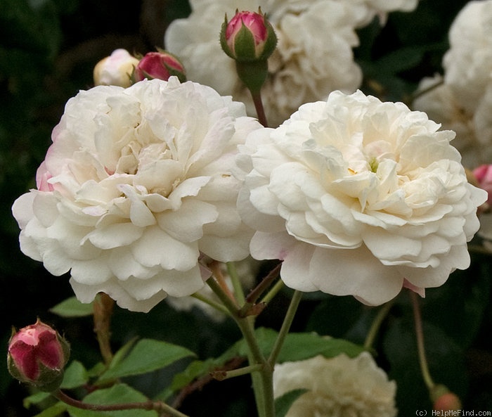 'Félicité et Perpétue' rose photo