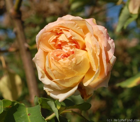 'E. Veyrat Hermanos' rose photo