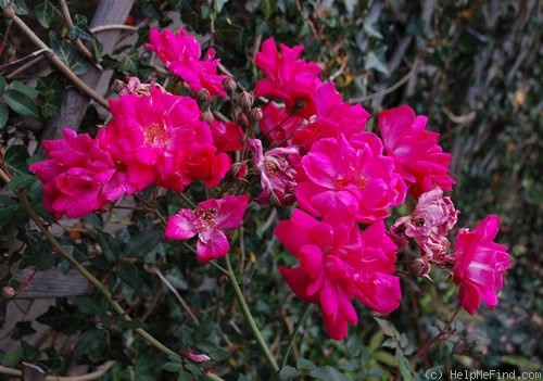 'Fellemberg' rose, click to enlarge 'Fellemberg' rose photo
