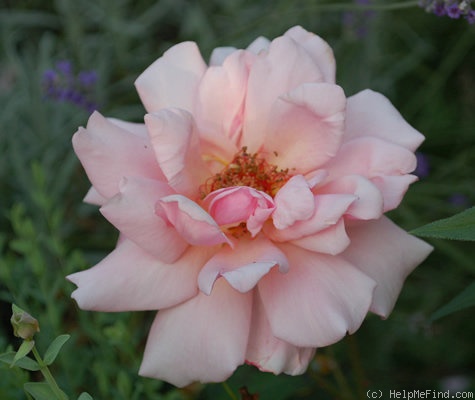 'Fritz Maydt' rose, click to enlarge 'Fritz Maydt' rose photo
