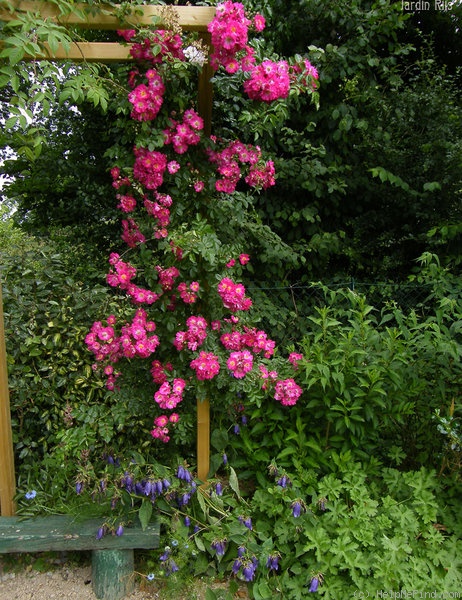 'Île de France (rambler, Nonin, 1917)' rose photo