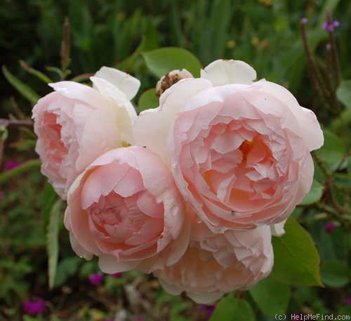 'Gentle Hermione' rose photo