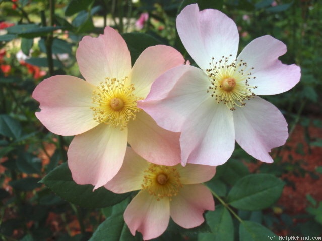 'The Alexandra Rose ™ (shrub, Austin 1992)' rose photo