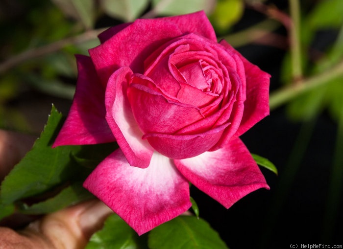 '120-06-07' rose photo