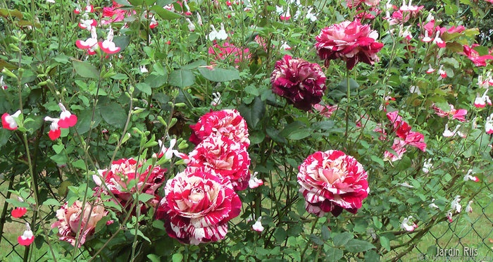 'Julio Iglesias ® (floribunda, Meilland, 2004)' rose photo