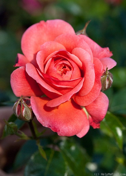 'ARDominic' rose photo