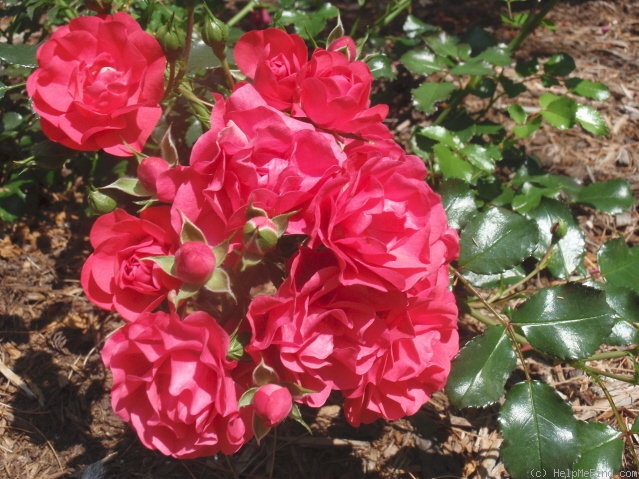 'Toscana Vigorosa' rose photo