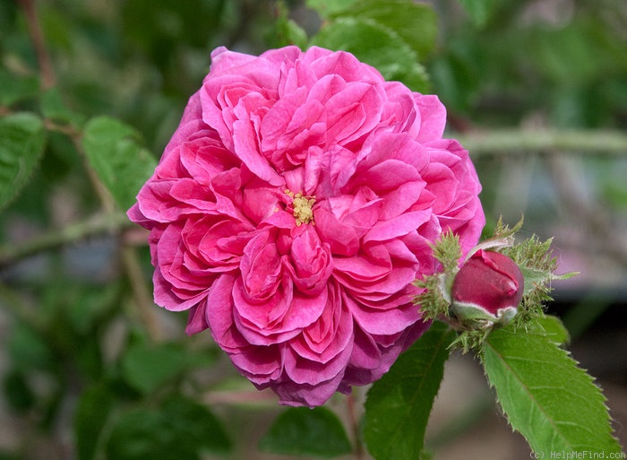 'Crested Damask' rose photo