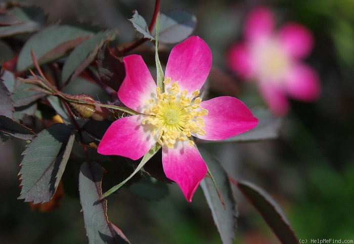 'R. glauca' rose photo