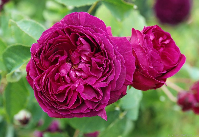 'Etienne (gallica, Barden 2004)' rose photo