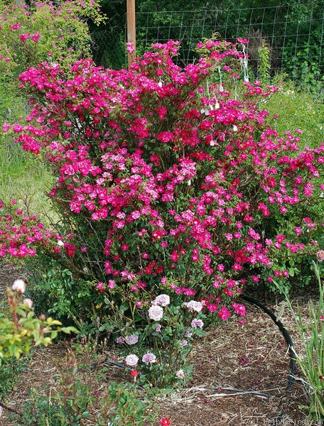 'Magic Wand' rose photo