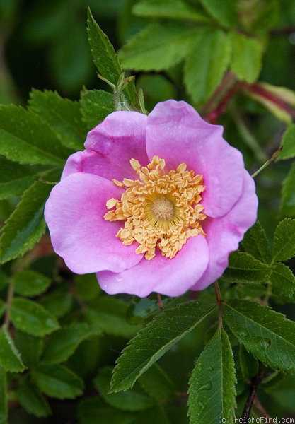 'R. virginiana' rose photo