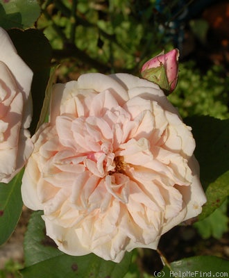 'Gloire de Dijon (Tea Noisette, Jacotot, 1849)' rose, click to enlarge 'Gloire de Dijon (Tea Noisette, Jacotot, 1849)' rose photo