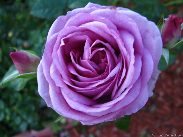 'Enchanted Evening ™' rose photo