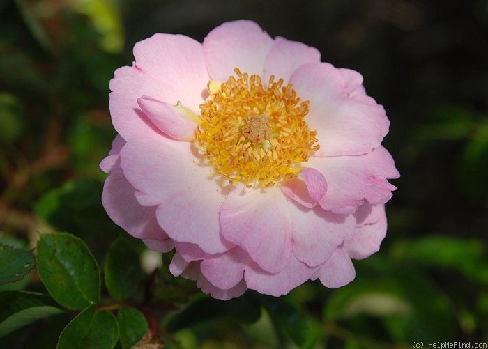 'Muriel (Hybrid Bracteata, Moore, 1989)' rose photo