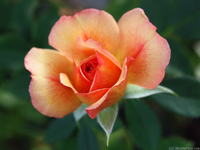 'Peach Sequoia Ruby Sport' rose photo