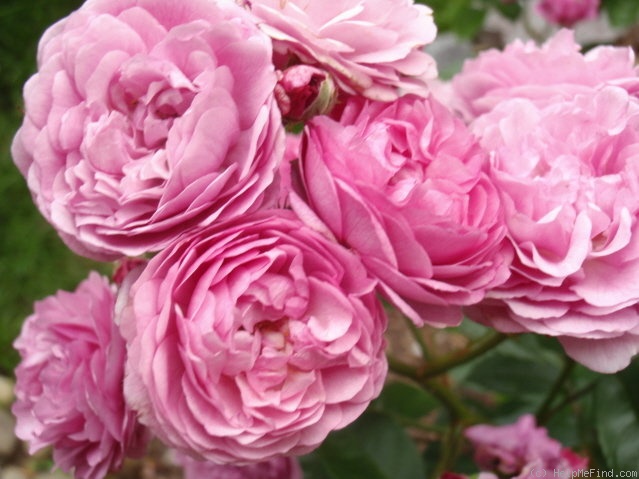 'Excellenz von Schubert (Polyantha Lambert, 1909)' rose photo