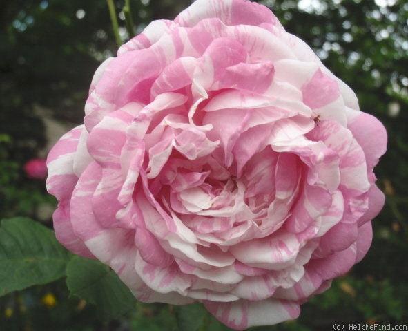 'Centifolia Variegata' rose photo