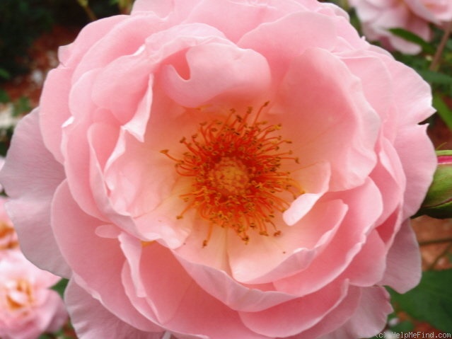 'Belle Story' rose photo