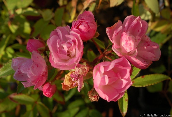 'Heavenly Pink ® (Hybrid Musk, Lens, 1997)' rose photo