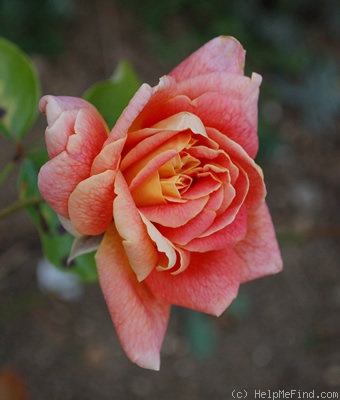 'Heinrich Wendland' rose photo