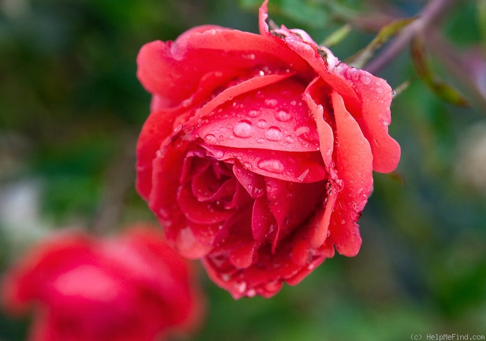 'Floradora' rose photo