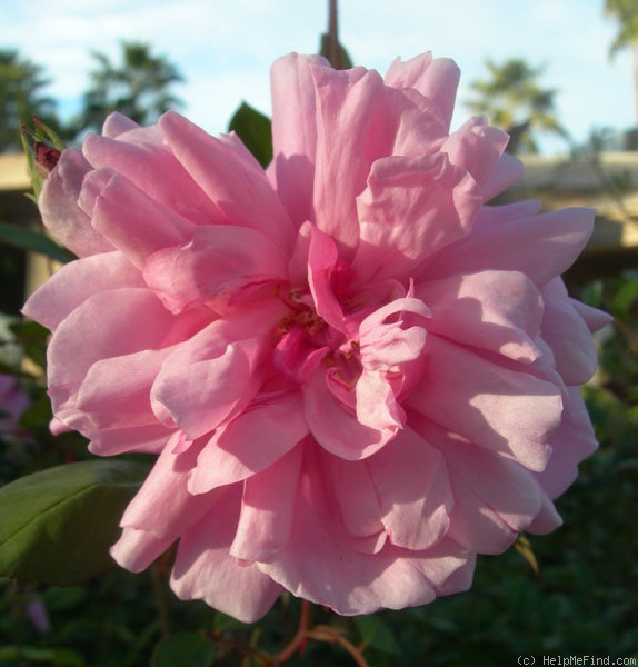 'Rosy Morn (floribunda, Duehrsen, 1948)' rose photo