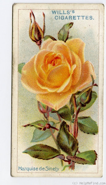 'Marquise de Sinéty' rose photo