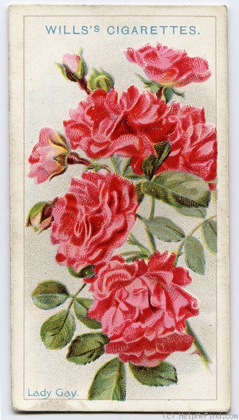 'Lady Gay (hybrid wichurana, Walsh, 1903)' rose photo