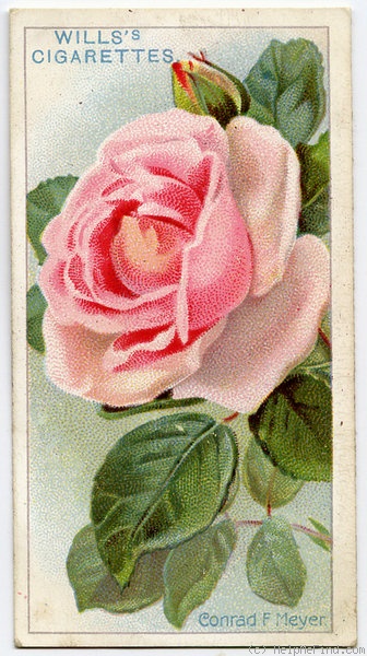 'Conrad F. Meyer' rose photo