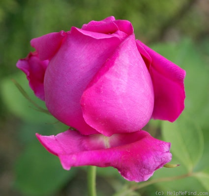 'King of Siam (hybrid tea, Bräuer, 1912)' rose photo