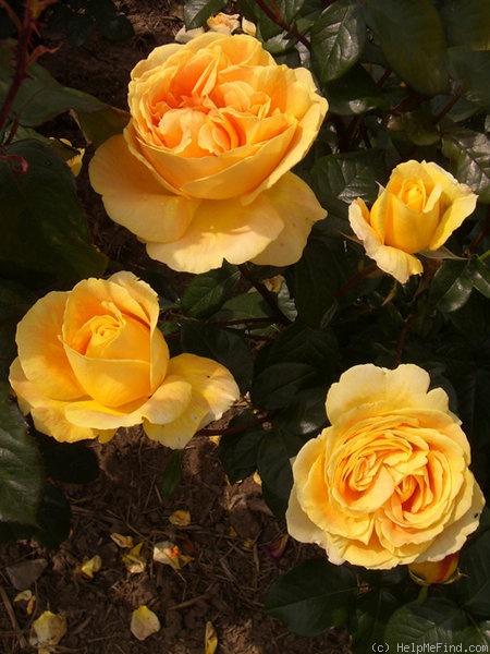 'Candlelight (shrub, Evers 2001)' rose photo