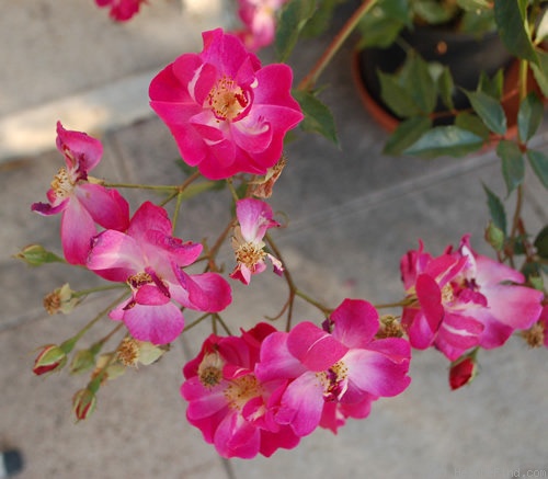 'Lavender Dream' rose photo