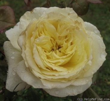 'Elfe ® (LCl, Evers/Tantau, 2000)' rose photo