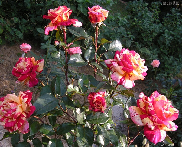 'Brocéliande ® (Hybrid Tea, Adam 2000)' rose photo