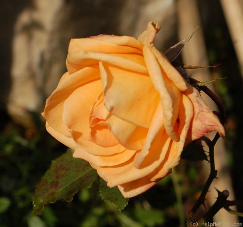 'Liane' rose photo