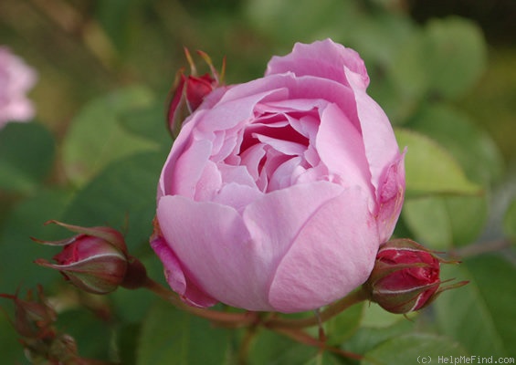 'Mary Rose ®' rose photo