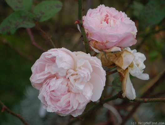 'Mary Rose ®' rose photo
