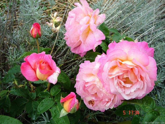 'Chicago Peace' rose photo