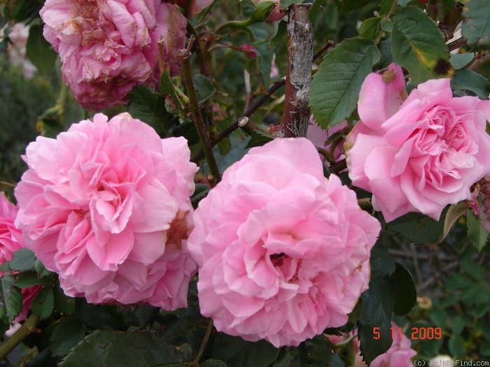 'Madame Lauriol de Barny' rose photo