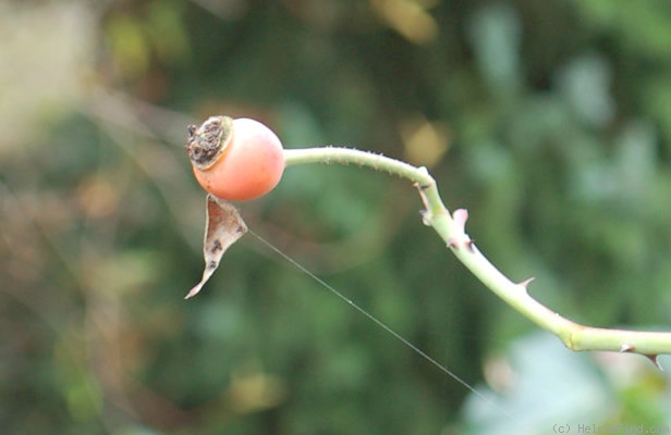 'Madame Lauriol de Barny' rose photo