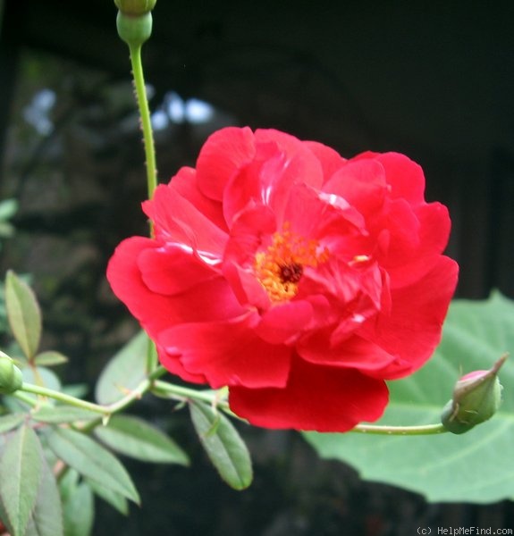 'Louis-Philippe (china, Guérin 1834)' rose photo