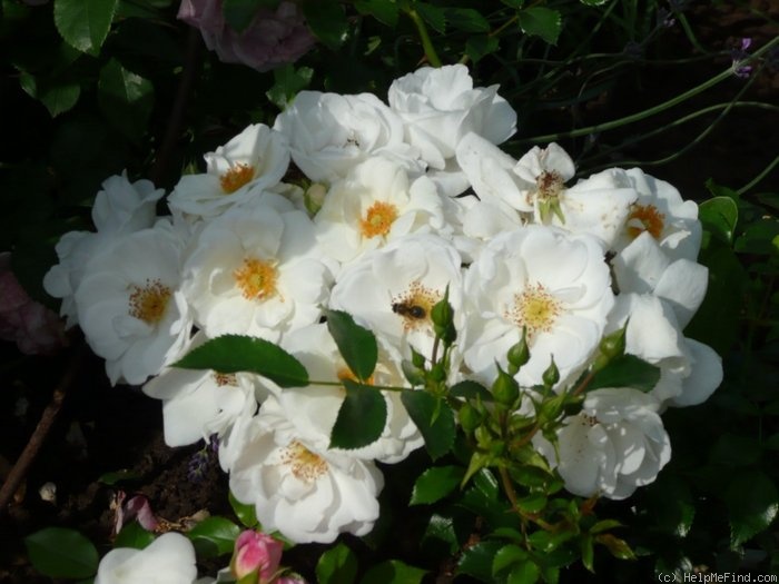 'Innocencia ™ (floribunda, Kordes, 2002)' rose photo