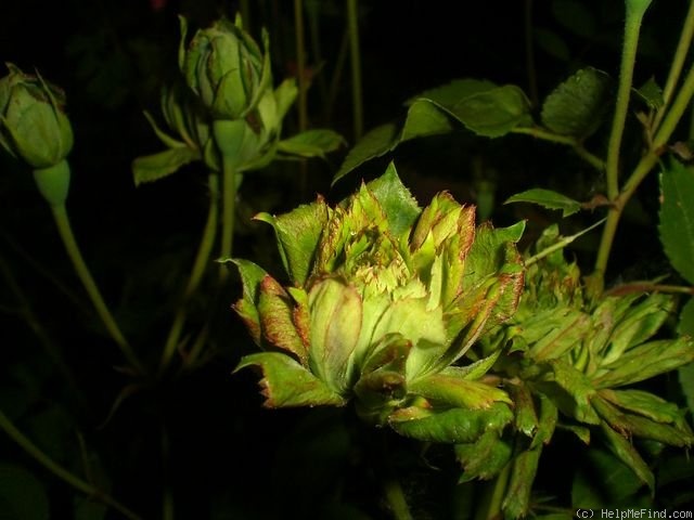 'Viridiflora' rose photo
